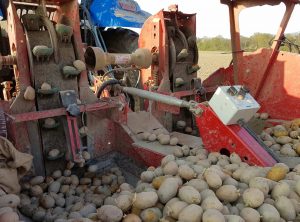 2017-04-20 Pommes de Terre 2