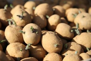 20180221-germination-pdt1